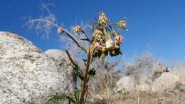 Chylismia claviformis subsp. aurantiaca (Munz) W. L. Wagner & Hoch resmi