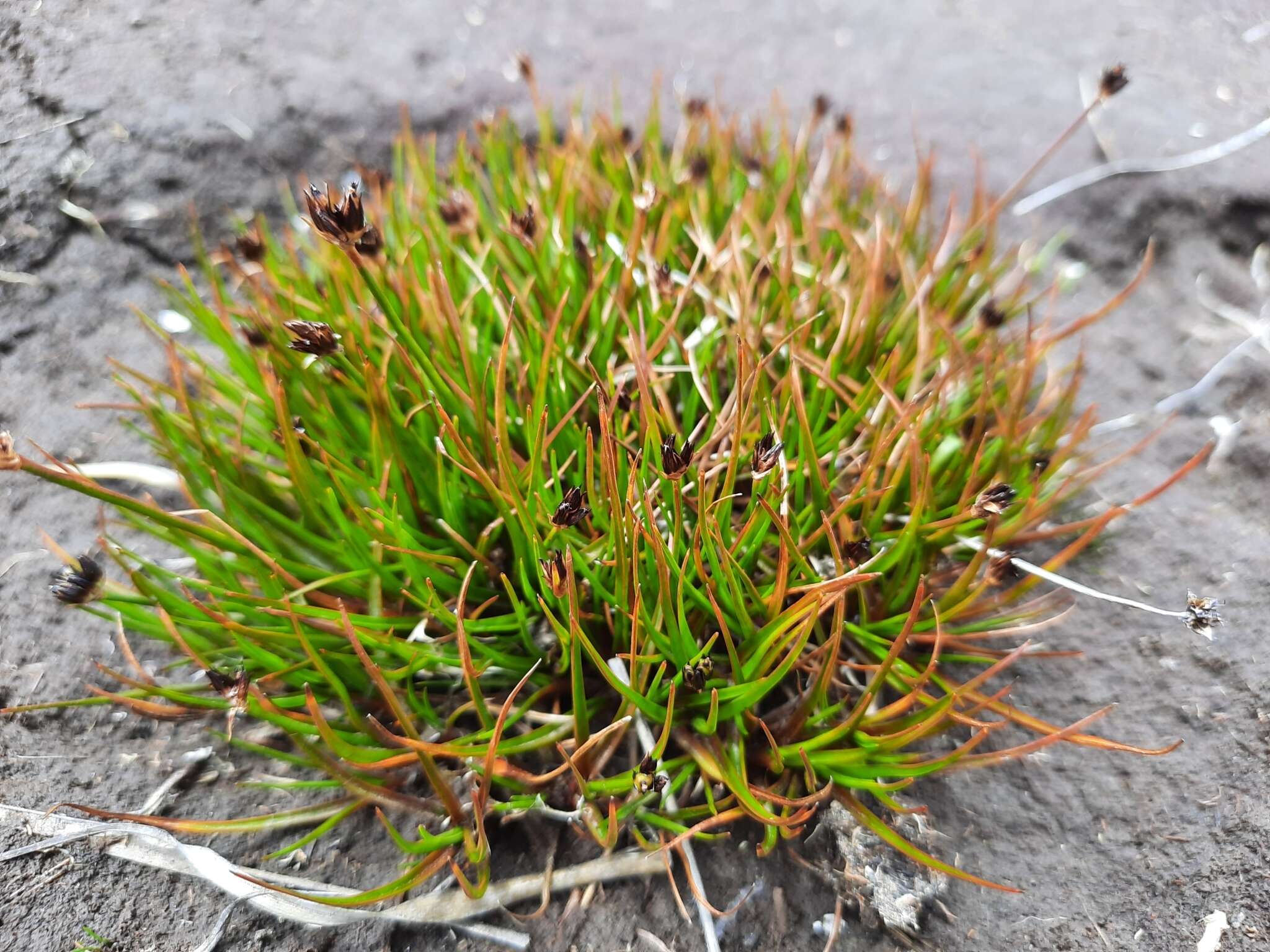 Слика од Juncus antarcticus Hook.