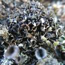 Слика од Cladonia monomorpha Aptroot, Sipman & Herk