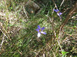 Cheiranthera alternifolia E. M. Bennett resmi