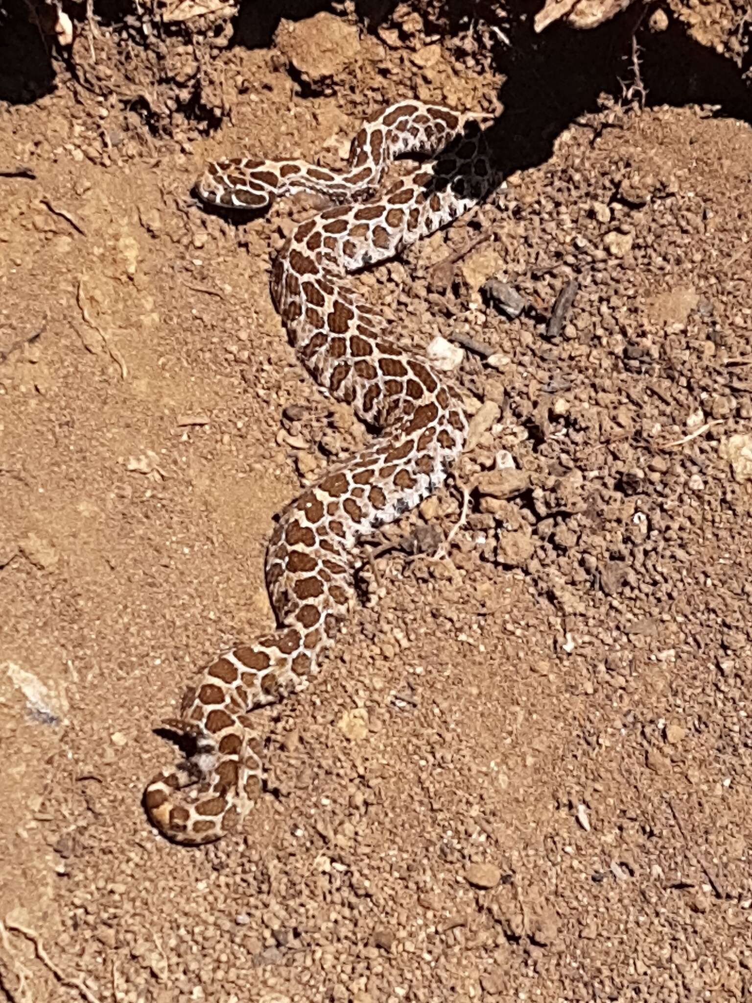 Image of Mexican Lancehead Rattlesnake