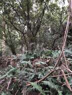 Image of Hypholoma australianum Redhead 2014