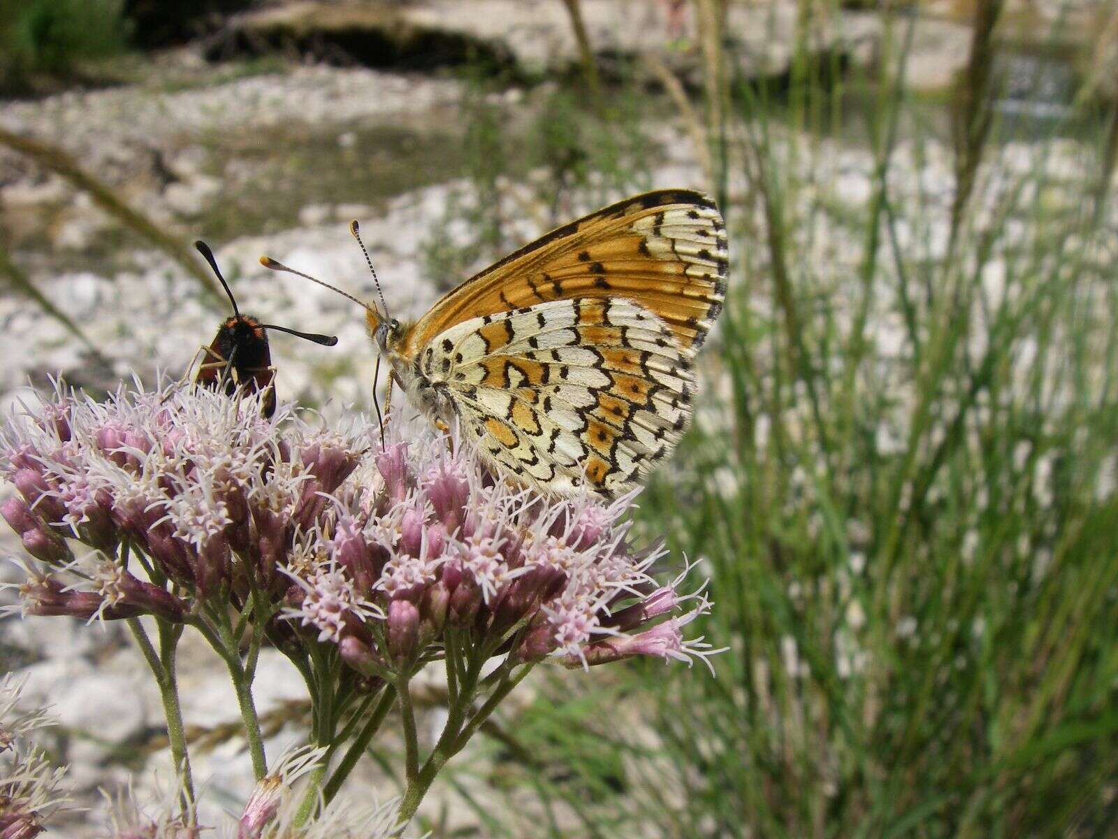 Image of glanville fritellary