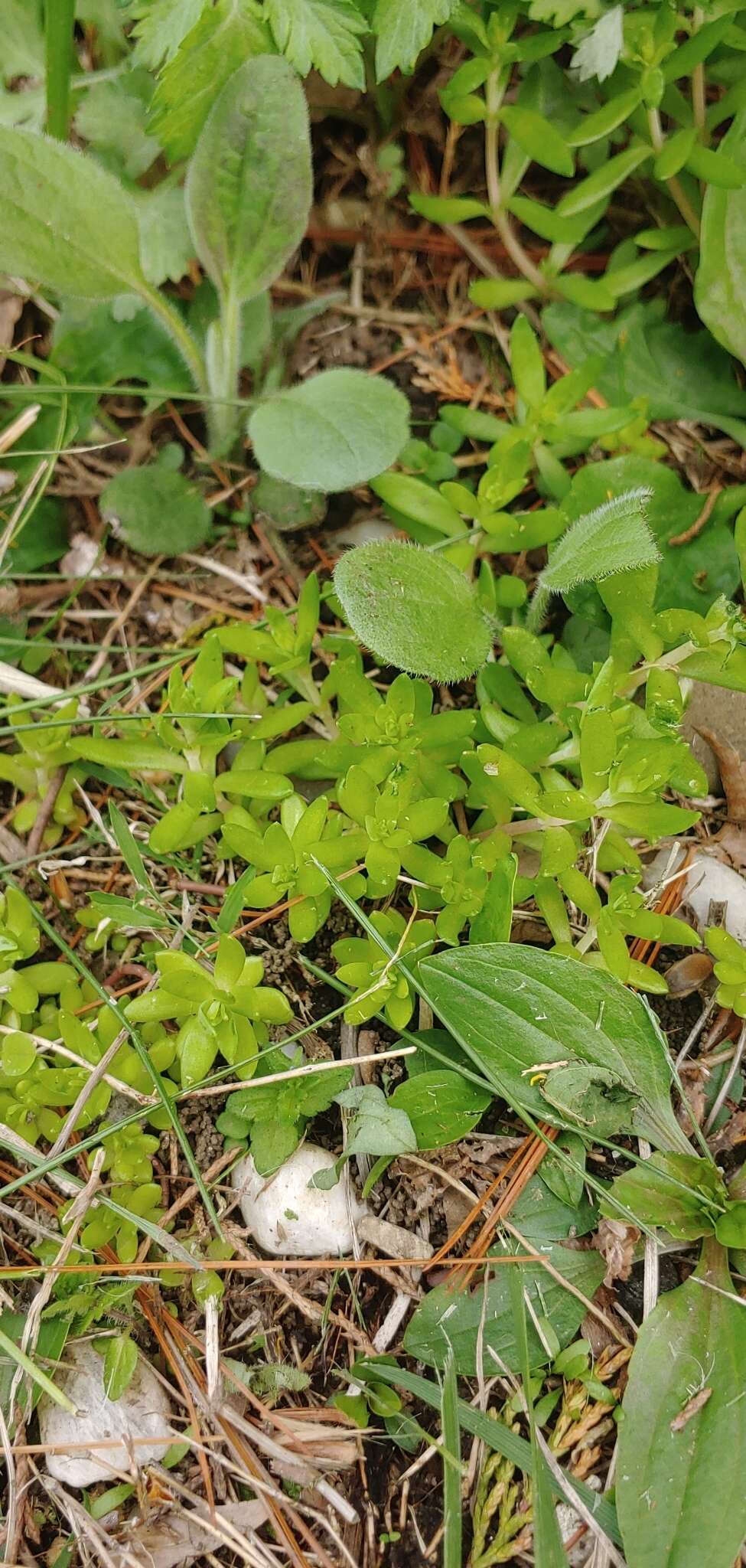 Image of stringy stonecrop