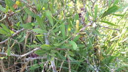 Image of Schinus longifolia (Lindl.) Speg.