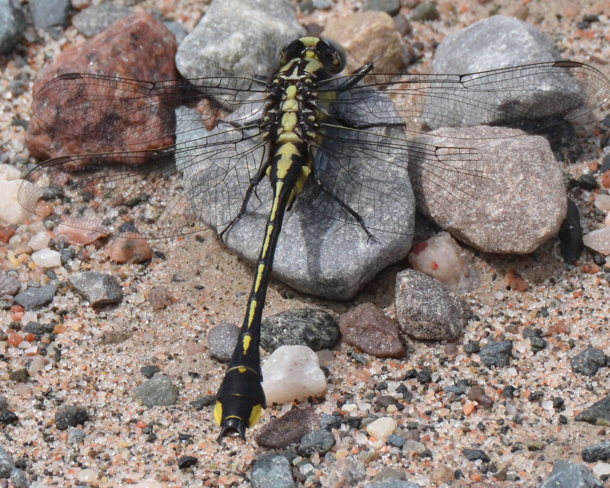 Gomphurus fraternus (Say 1840) resmi