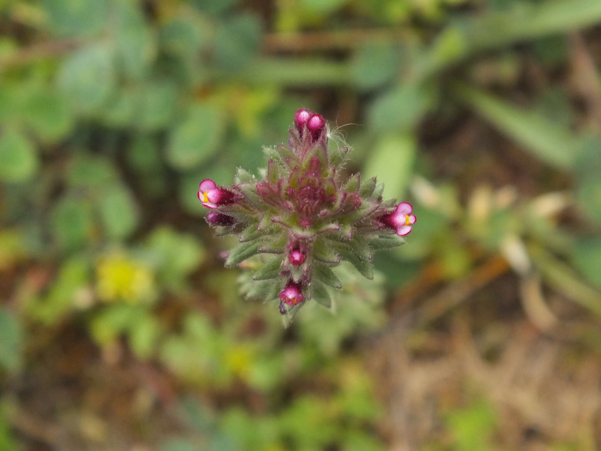 Image of broadleaf glandweed