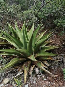 Image of Agave gentryi B. Ullrich