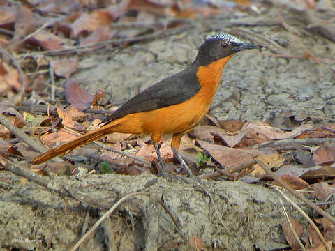 Image of White-crowned Robin-Chat