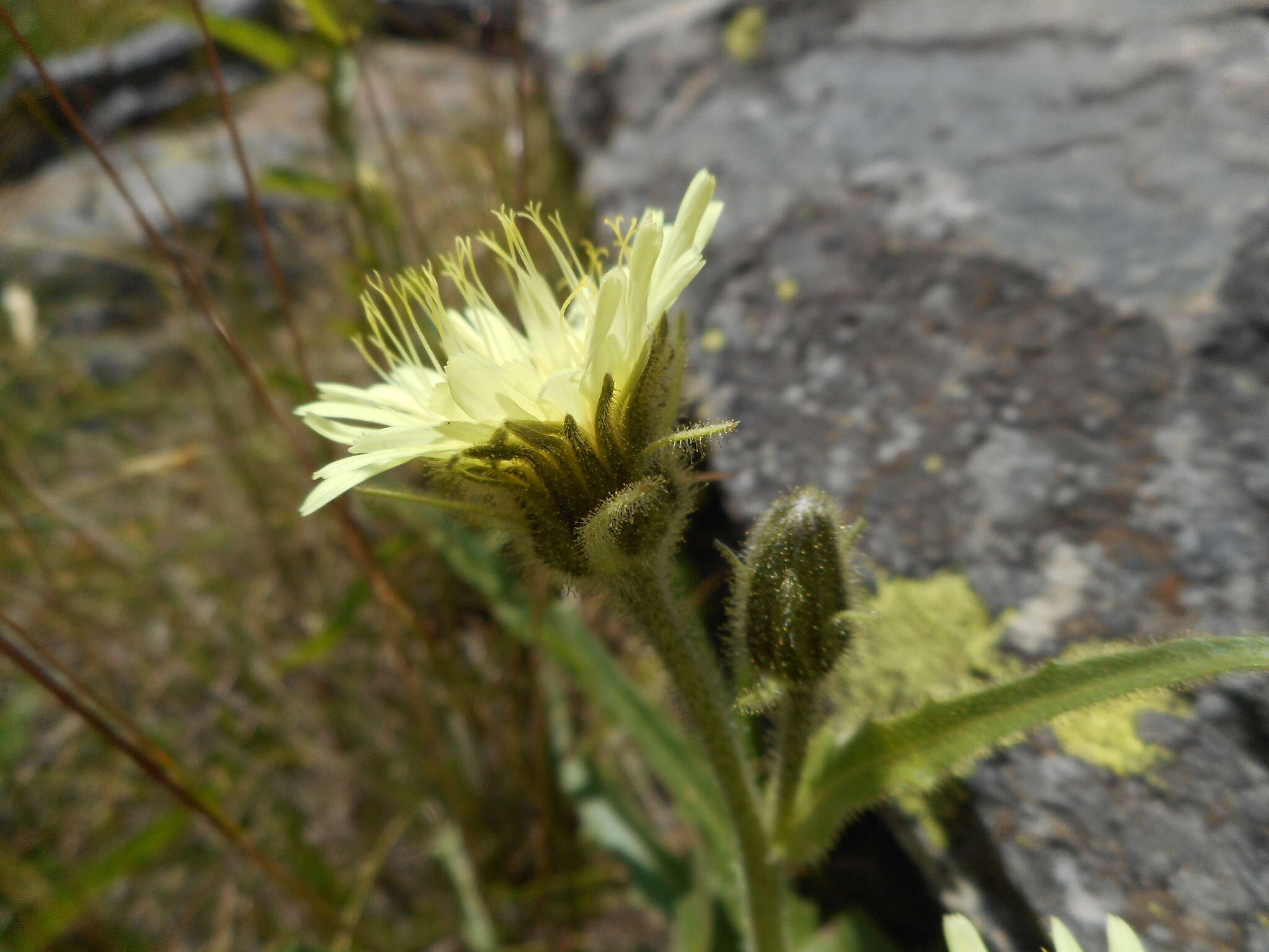 Image of Schlagintweitia intybacea (All.) Griseb.