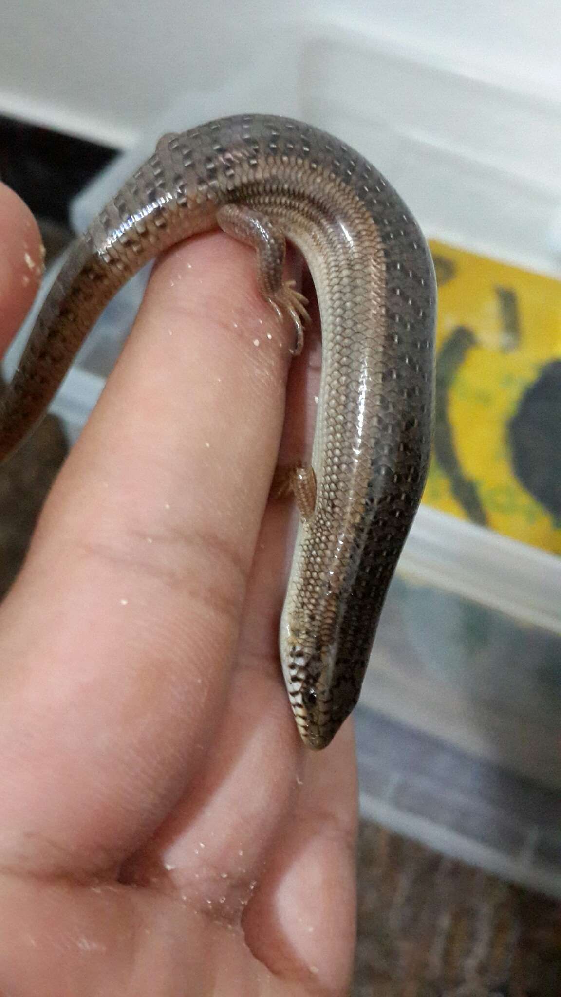 Image of Ocellated Bronze Skink