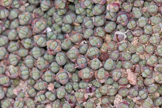 Image of Salicornia pulvinata R. Fries