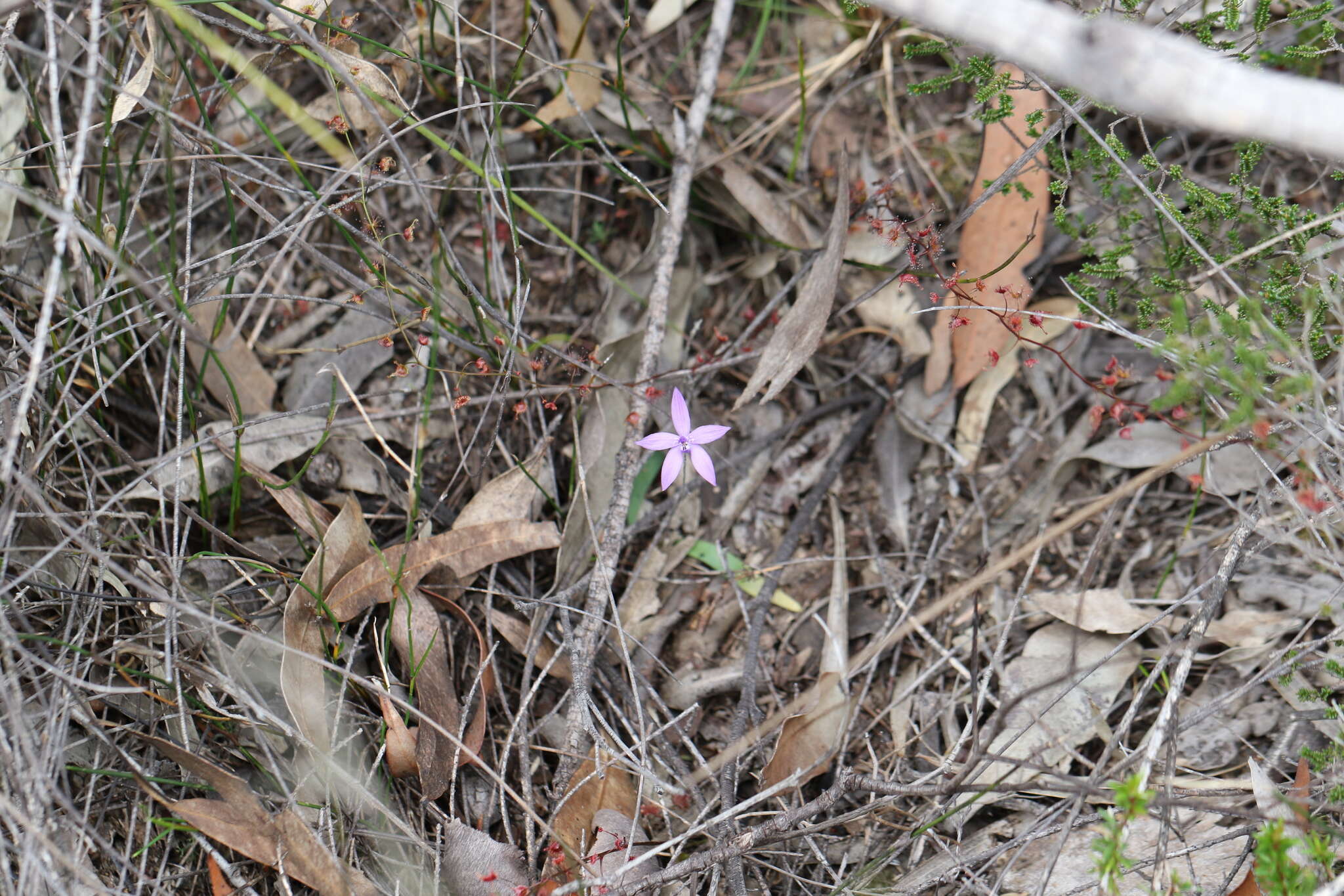 Image of Small waxlip orchid