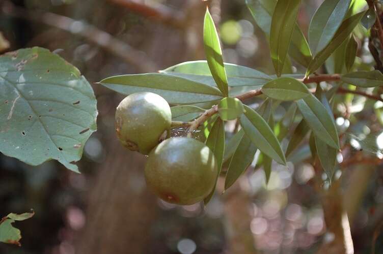 Image of Bonellia macrocarpa subsp. macrocarpa