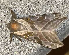 Image of Silver-spotted Ghost Moth