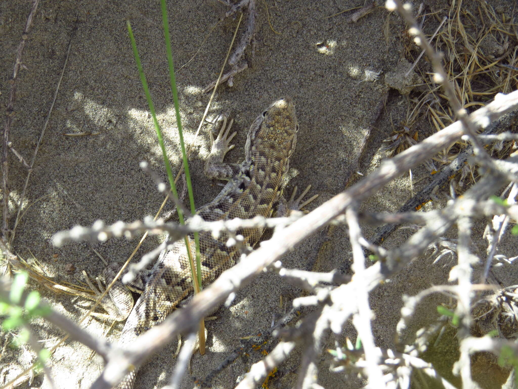 Image of Liolaemus martorii Abdala 2003