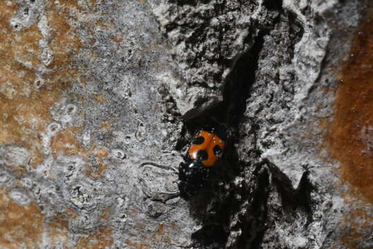 Image of Glischrochilus moratus Brown 1932