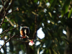 Image of Chestnut-bellied Tit