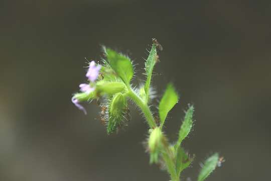 Image de Cuphea leptopoda Hemsl.