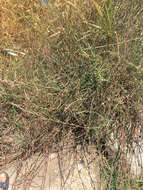 Image of Horsetail Knotweed