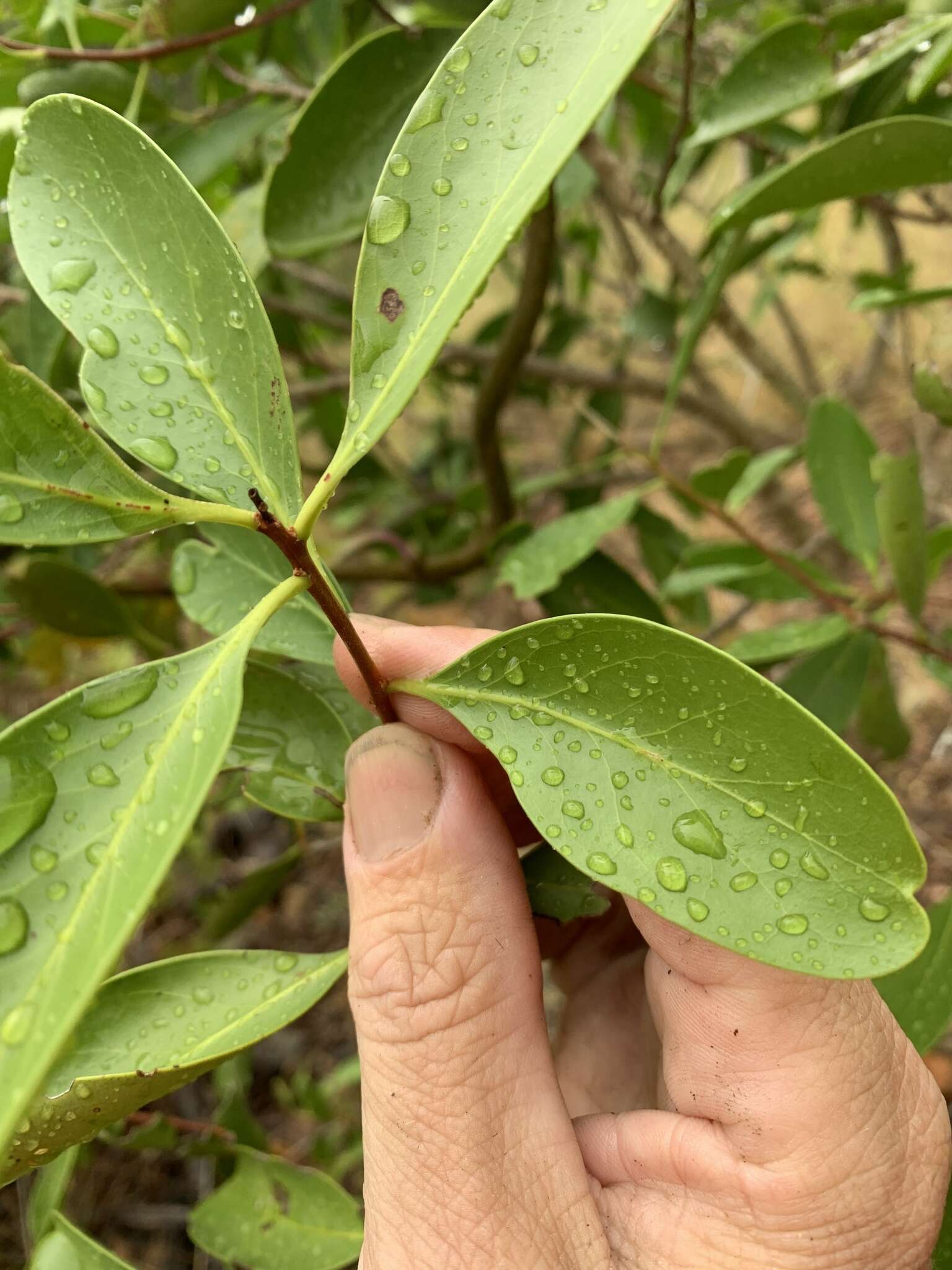 Image of Denhamia disperma (F. Müll.) M. P. Simmons