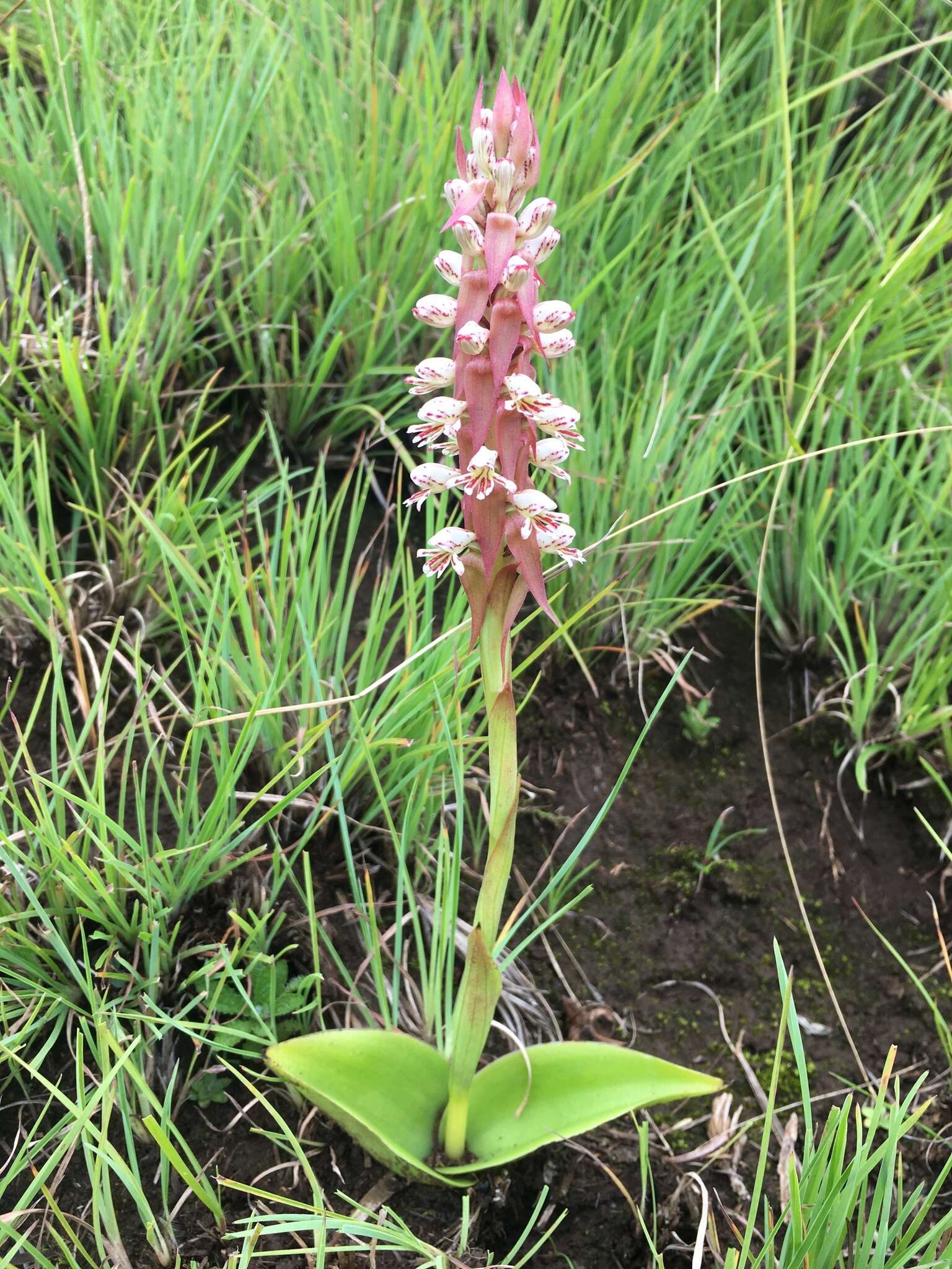 Image of Satyrium cristatum var. cristatum