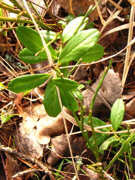 Image of lingonberry