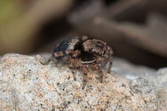 Image of Naphrys acerba (Peckham & Peckham 1909)