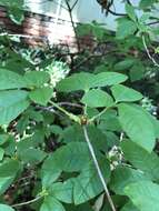 صورة Rhododendron prunifolium (Small) Millais