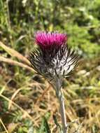 Imagem de Cirsium occidentale var. occidentale