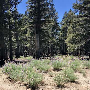 Image of San Jacinto lupine