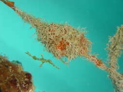 Image of Halimeda ghostpipefish