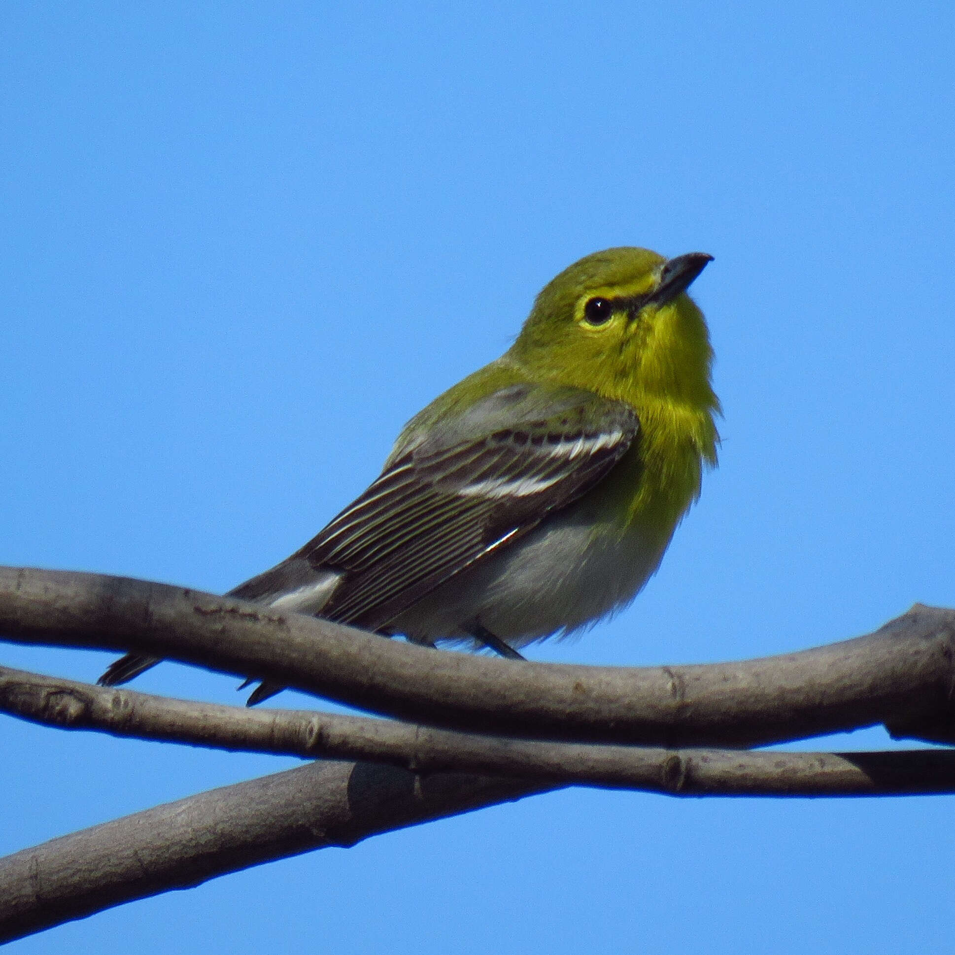 Image of Yellow-throated Vireo