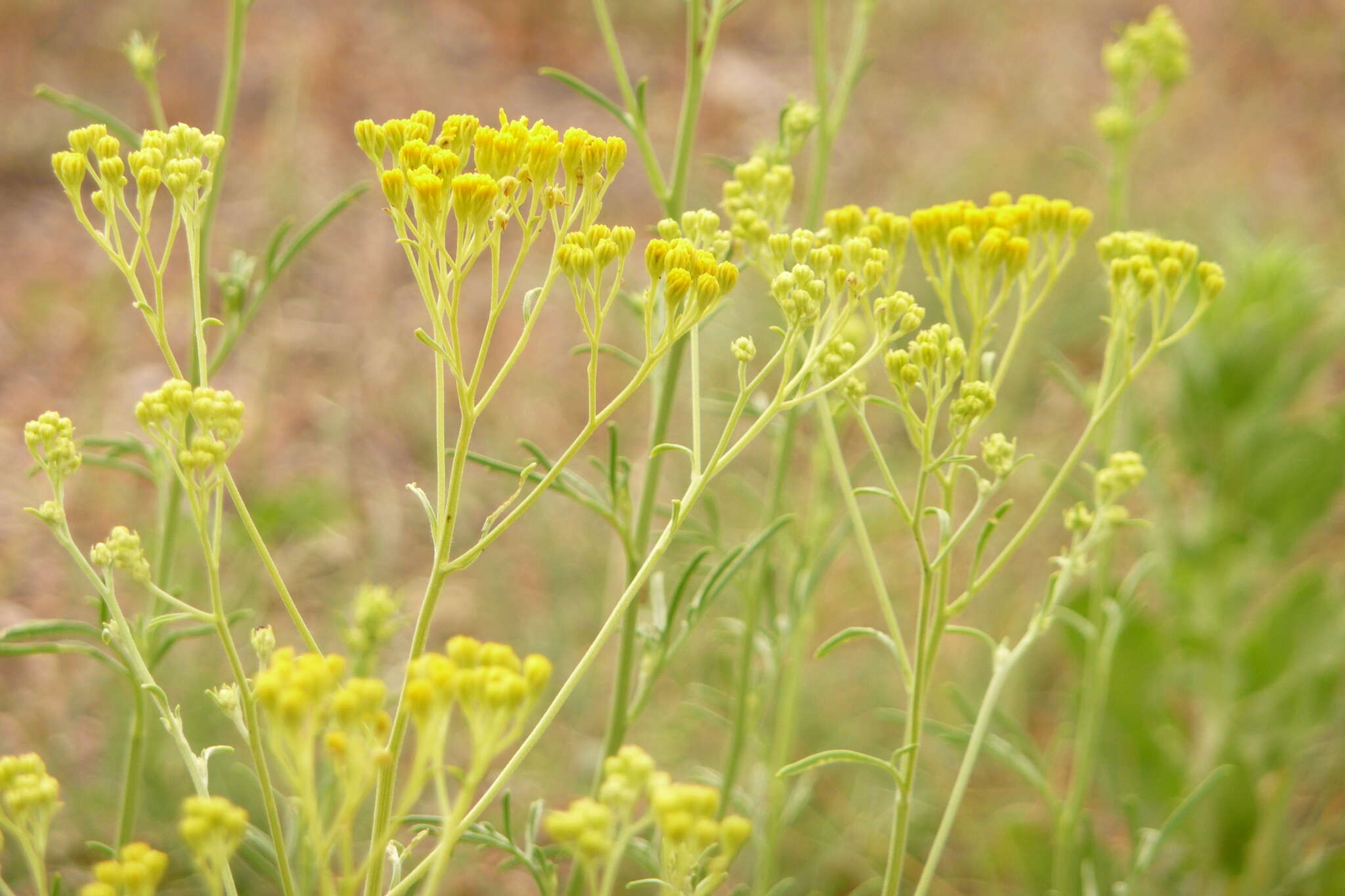 Image of Hymenothrix wislizenii A. Gray