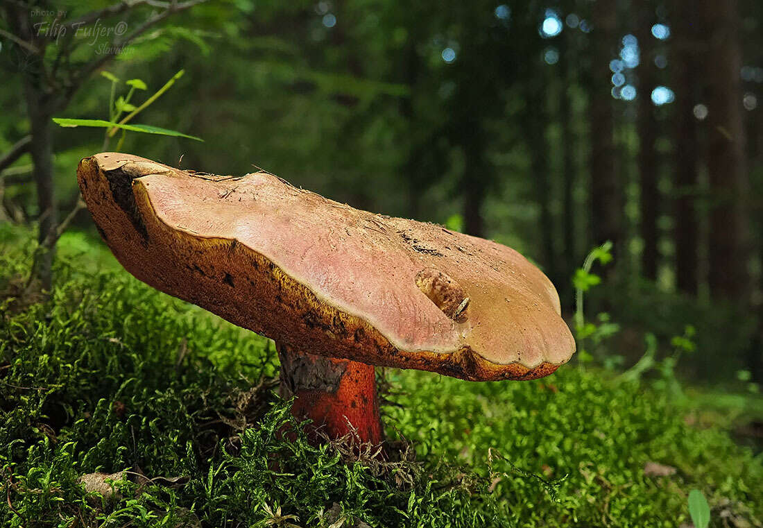 Image of Suillellus rubrosanguineus (Cheype) Blanco-Dios 2015