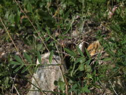 Astragalus robbinsii var. occidentalis S. Wats.的圖片