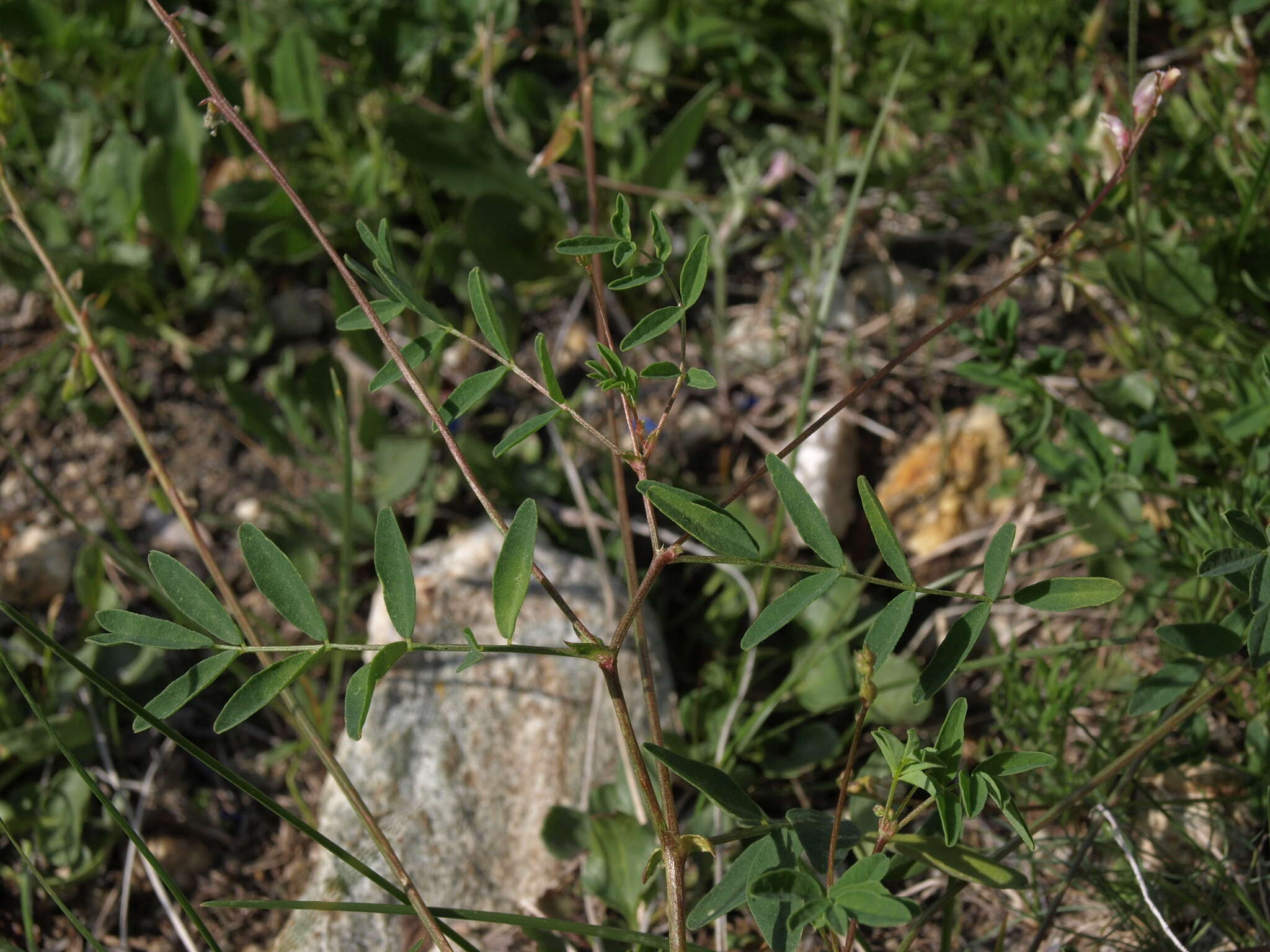 Astragalus robbinsii var. occidentalis S. Wats.的圖片