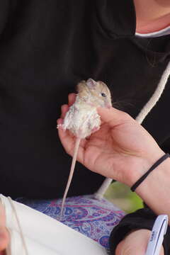 Image of Arabian Spiny Mouse