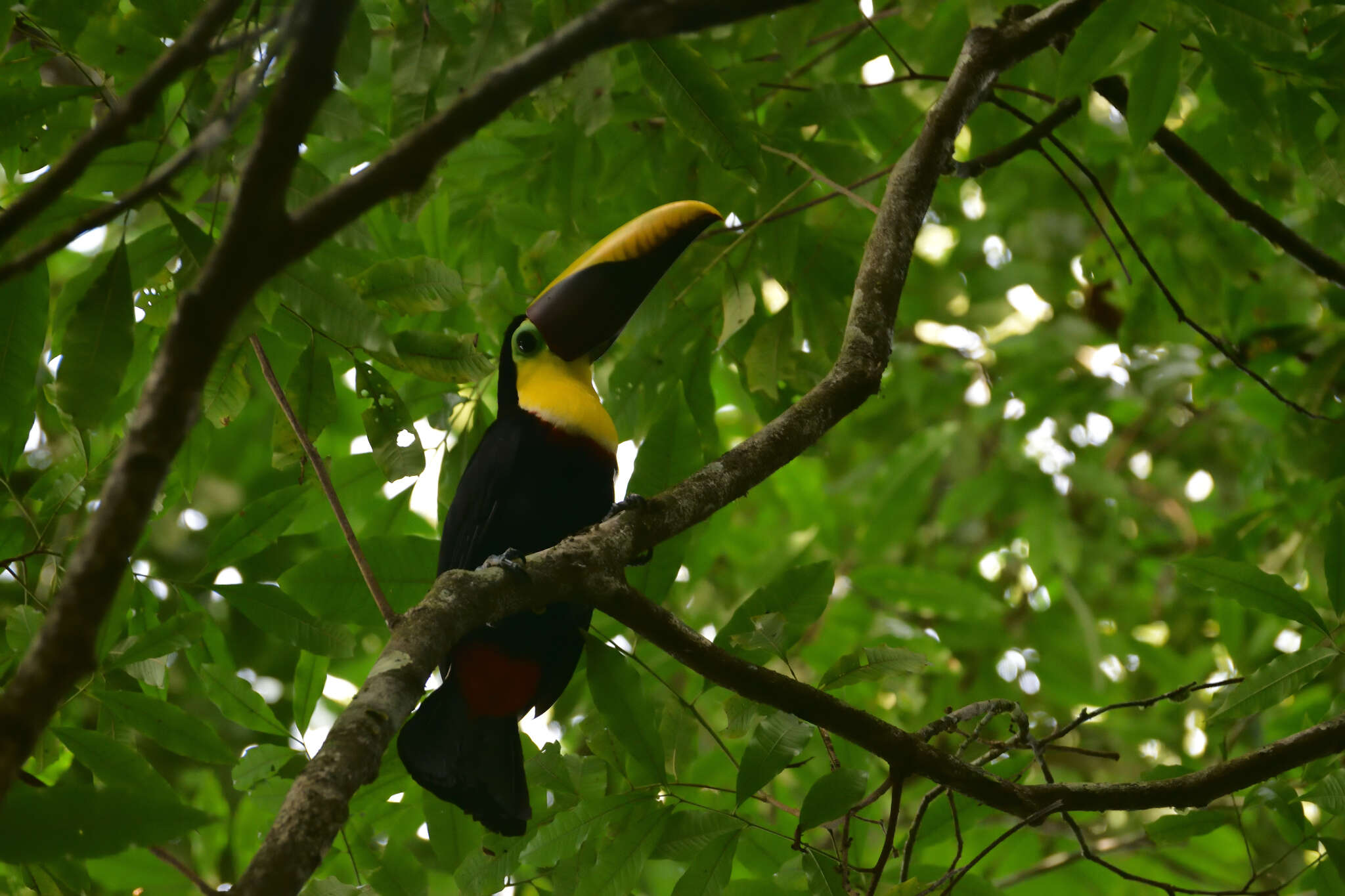 Plancia ëd Ramphastos ambiguus Swainson 1823