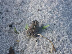 Image of Oak Toad