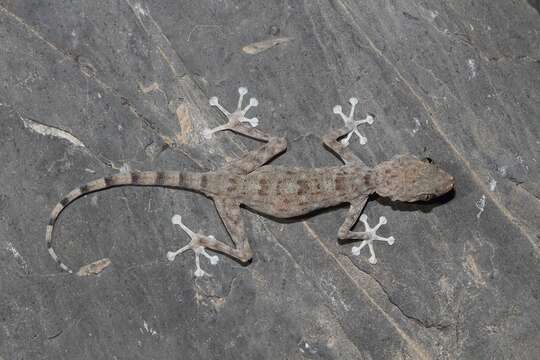 Image of Ptyodactylus orlovi Nazarov, Melnikov & Melnikova 2013