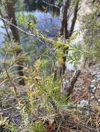 Слика од Euphorbia caesia Kar. & Kir.