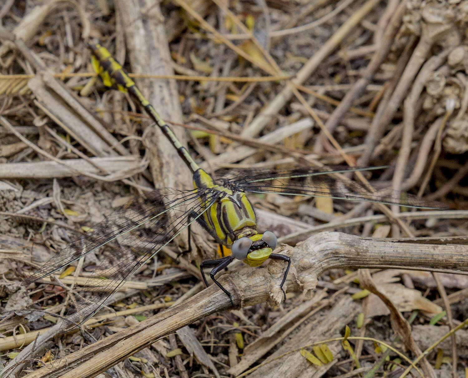 Image of Tamaulipan Clubtail