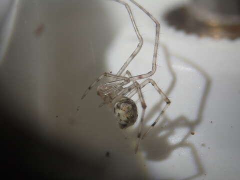 Image of White porch spider