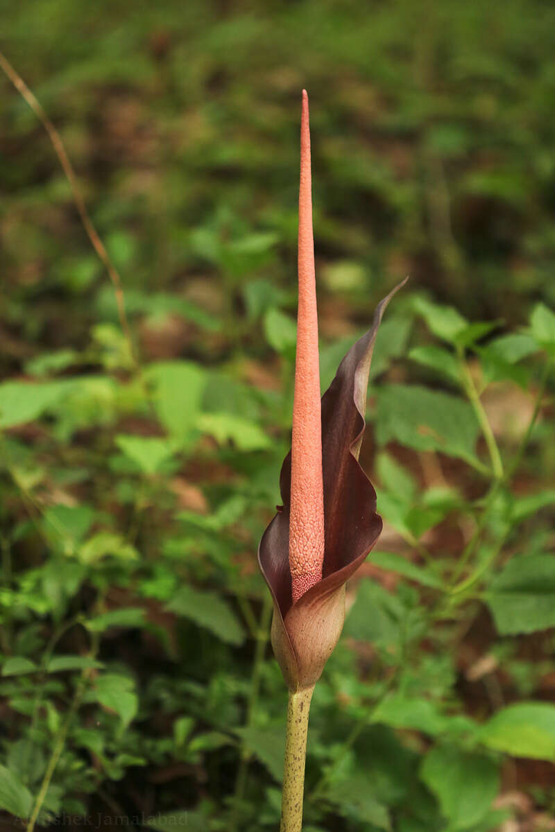 Amorphophallus commutatus (Schott) Engl. resmi