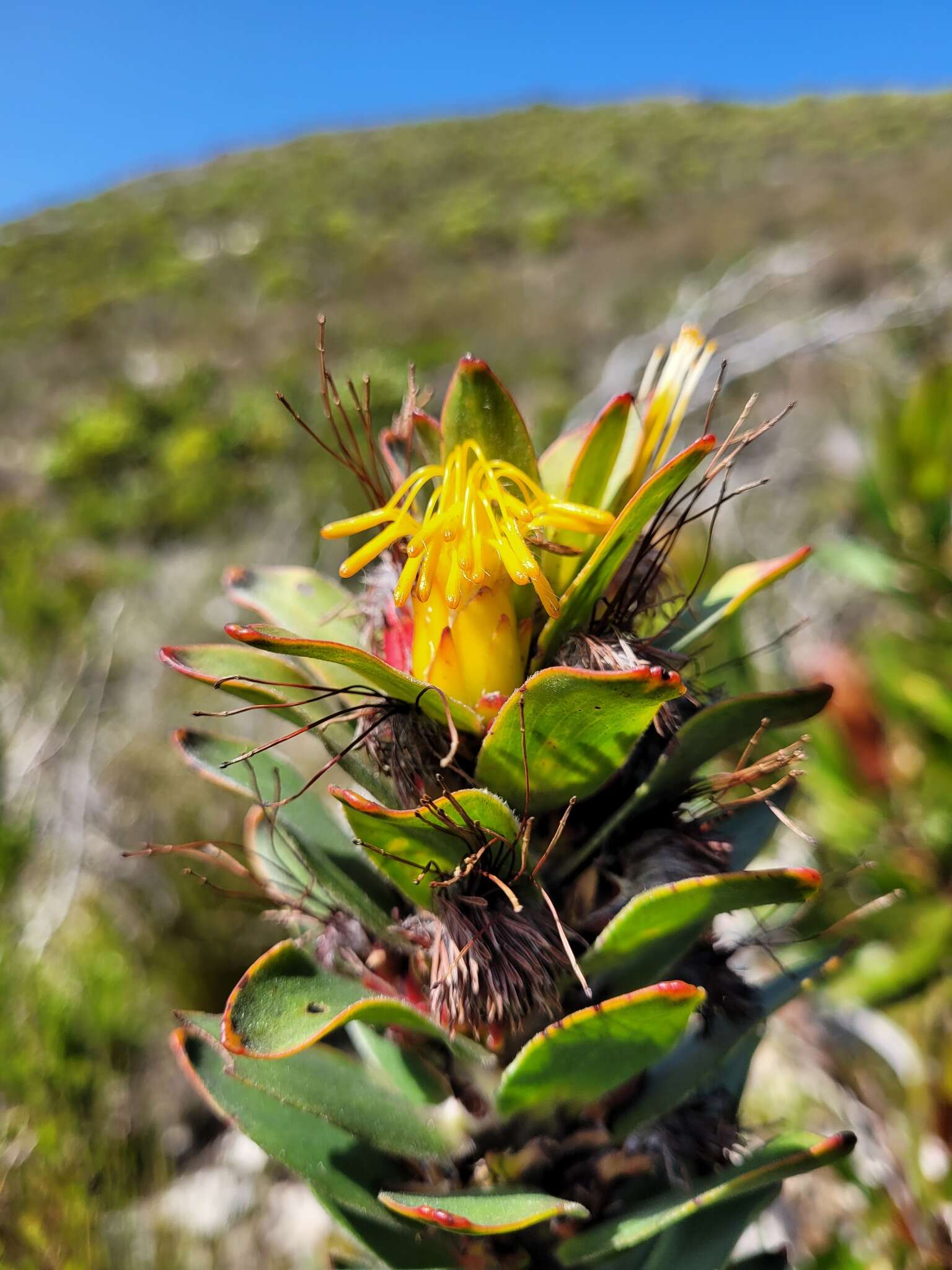 Imagem de Mimetes saxatilis Philips