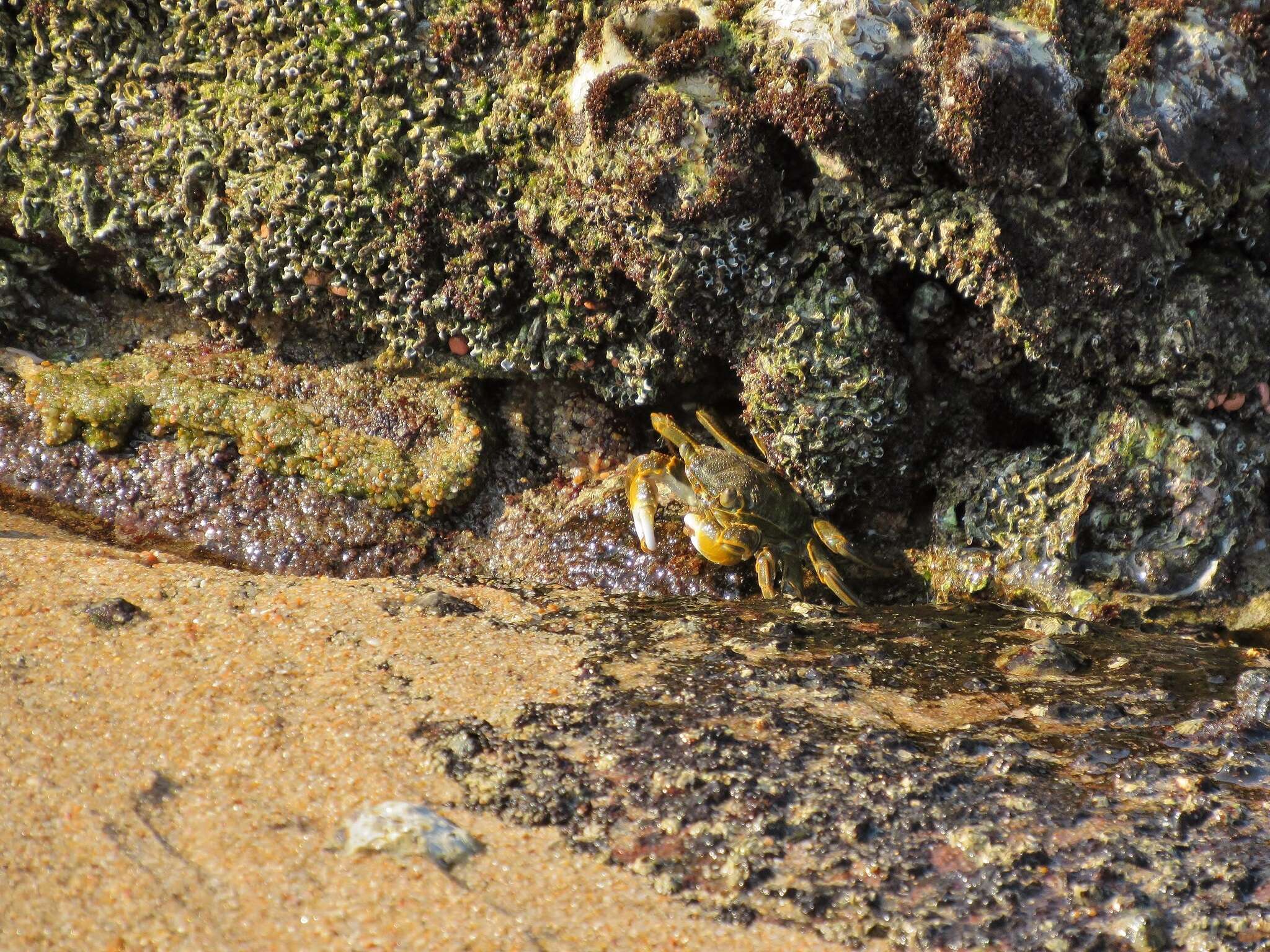 Image of Grapsus fourmanoiri Crosnier 1965