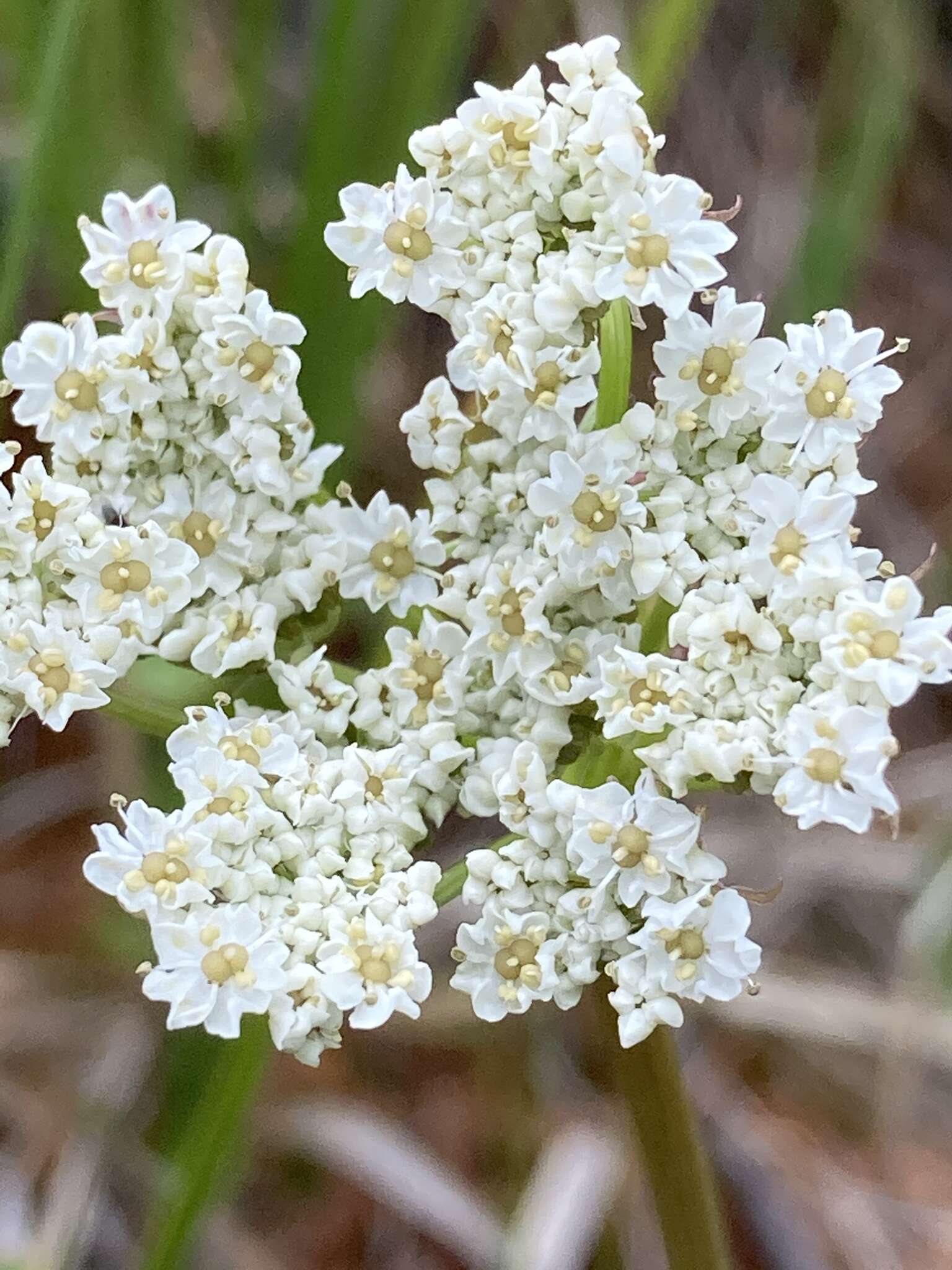 Image of Rocky Mountain hemlockparsley