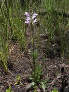 Image of Eastern False Dragonhead