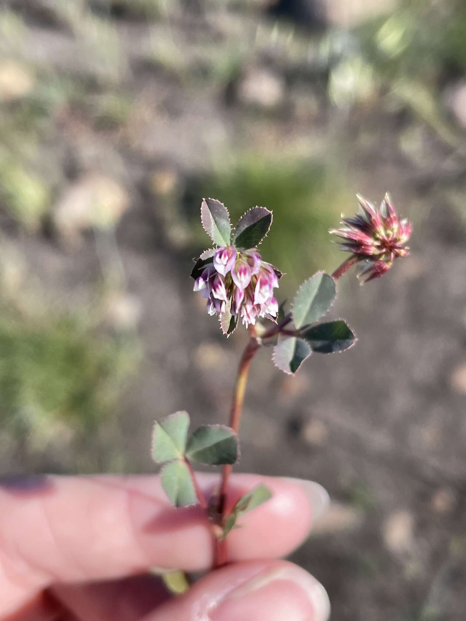 Слика од Trifolium gracilentum var. palmeri (S. Watson) McDermott